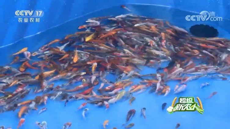 【水池里捞出指定锦鲤?网友:找不同之找不到.jpg】湖北赤壁新店镇朱巷村的胡静、张辉夫妇是